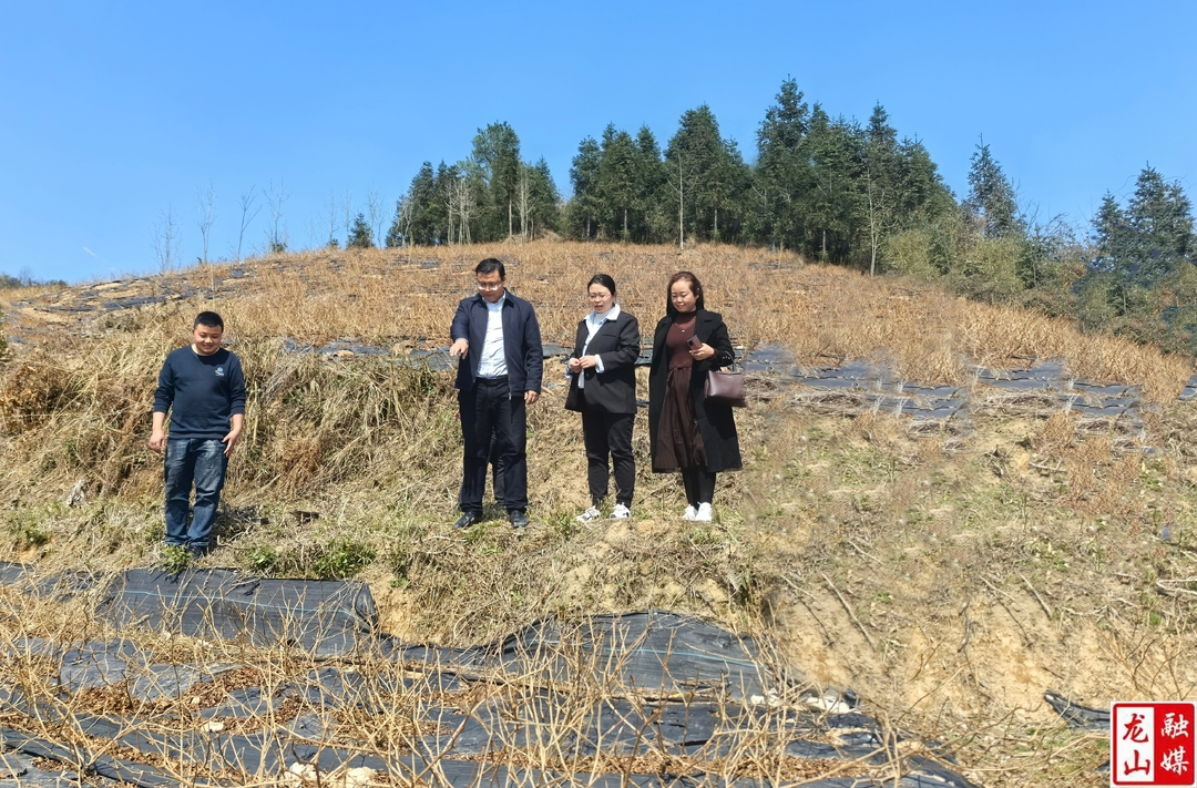 莓茶产业解锁村级集体经济增收“密码”