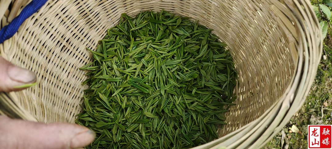 靛房镇：春茶开采