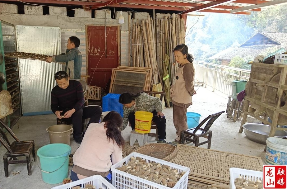 召市镇：小小“菌菇伞”撑起村民致富伞