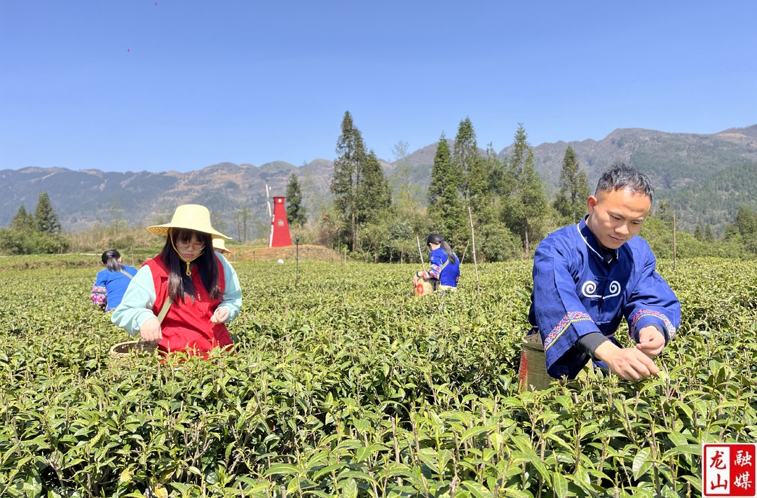 茅坪乡：民族团结一家亲 助农兴农采茶忙