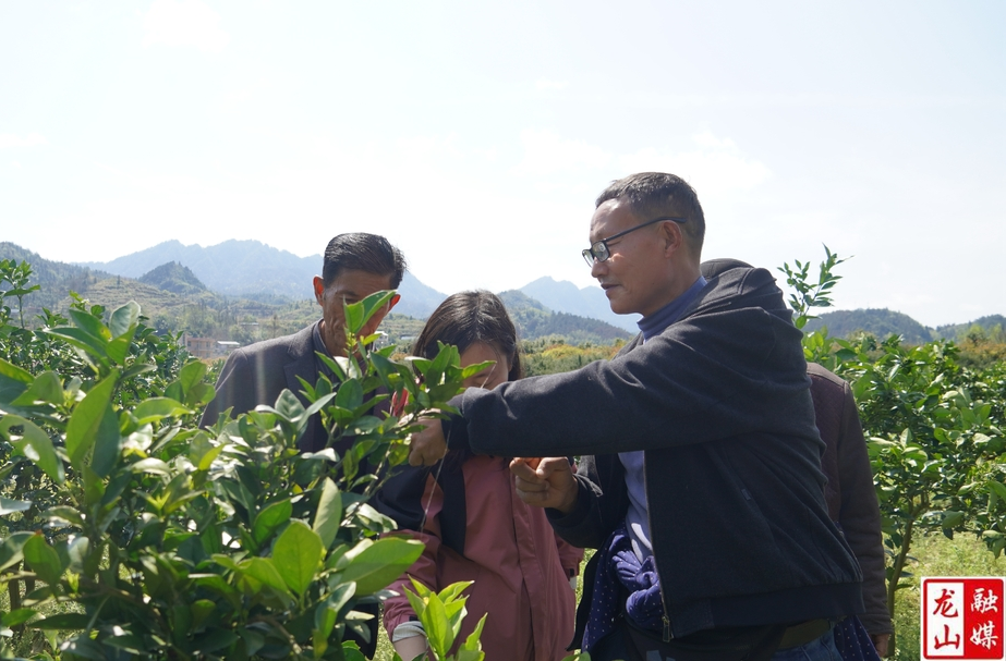 县农业农村局到苗儿滩镇开展柑橘病虫害防治技术指导