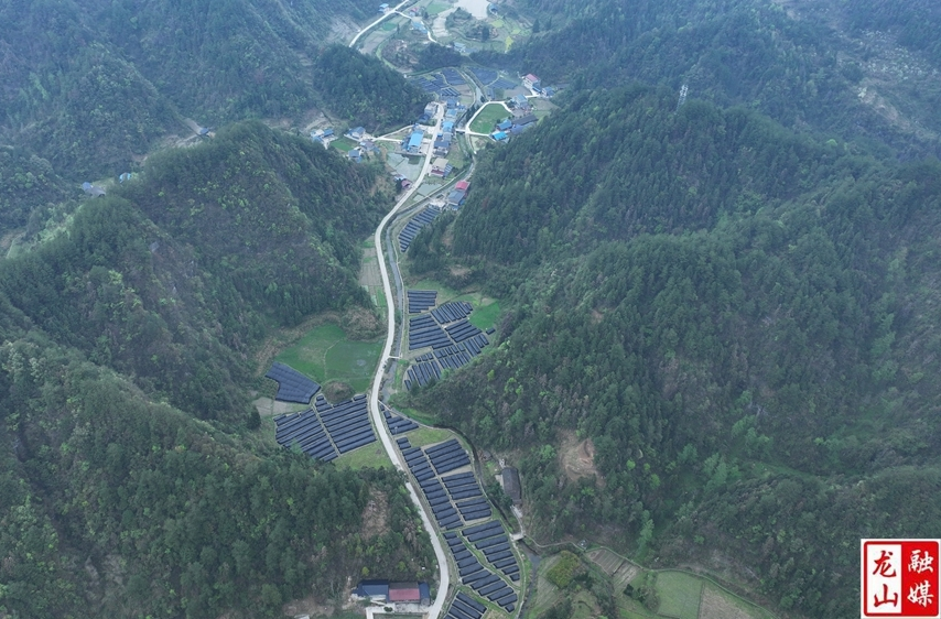 羊肚菌采摘奏响春日“丰收曲”