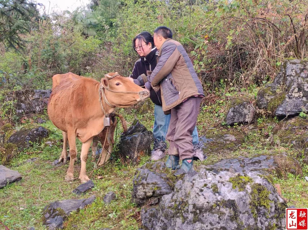 大安乡扎实推进春季动物防疫工作
