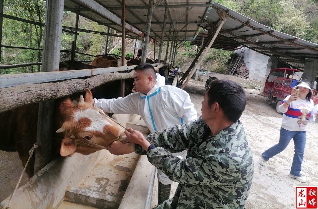 民安街道：全力做好春季动物疫病防疫工作