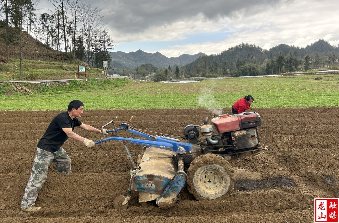 大安乡:抢抓时节  13000余亩烤烟生产备耕忙