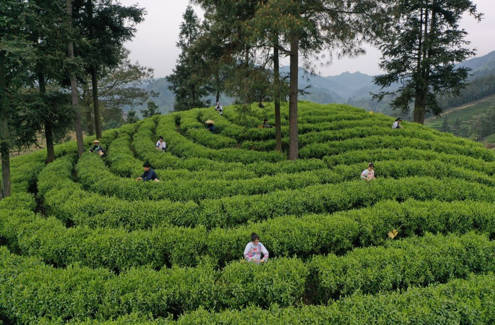 湖南湘西：“三杯茶”里的乡村振兴