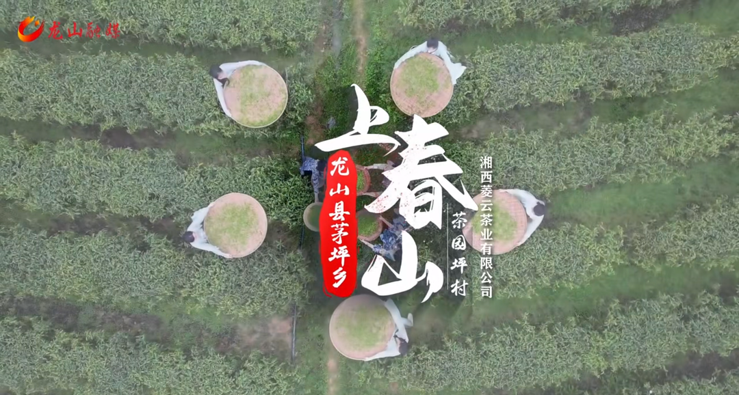 视频 | 龙山：上春山·采茶