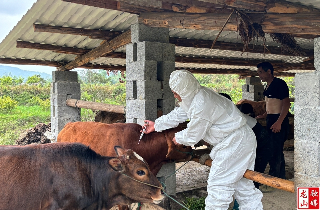 洗洛镇持续做好春季动物防疫工作