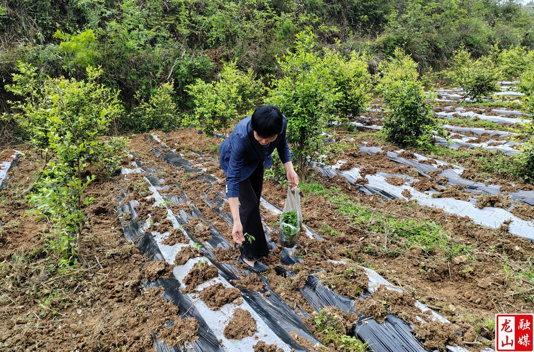 靛房镇百型村开足马力忙生产