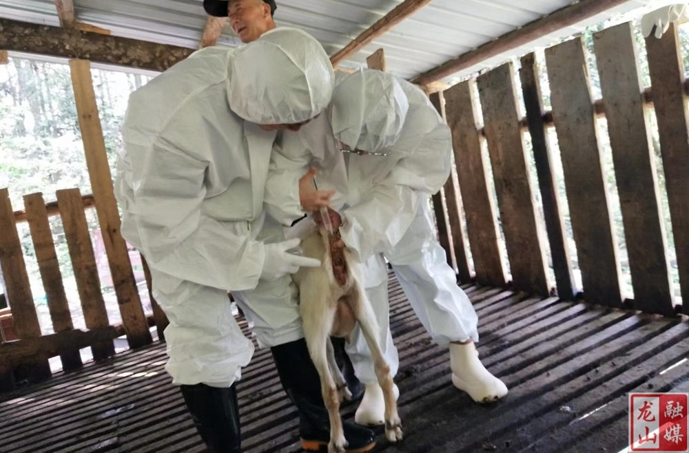 靛房镇持续做好春季动物防疫工作