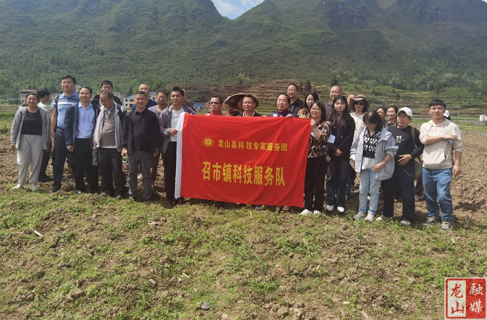 召市镇：专家共同出力 助力木薯产业发展