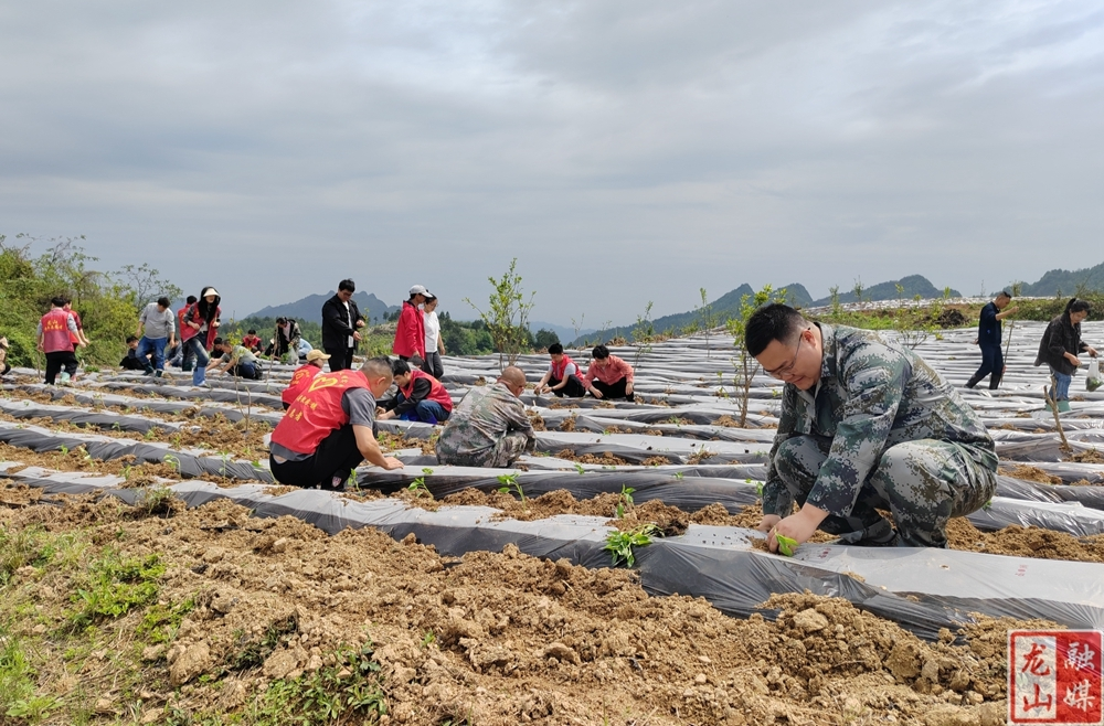 靛房镇：不误农时不负春 快马加鞭谋振兴