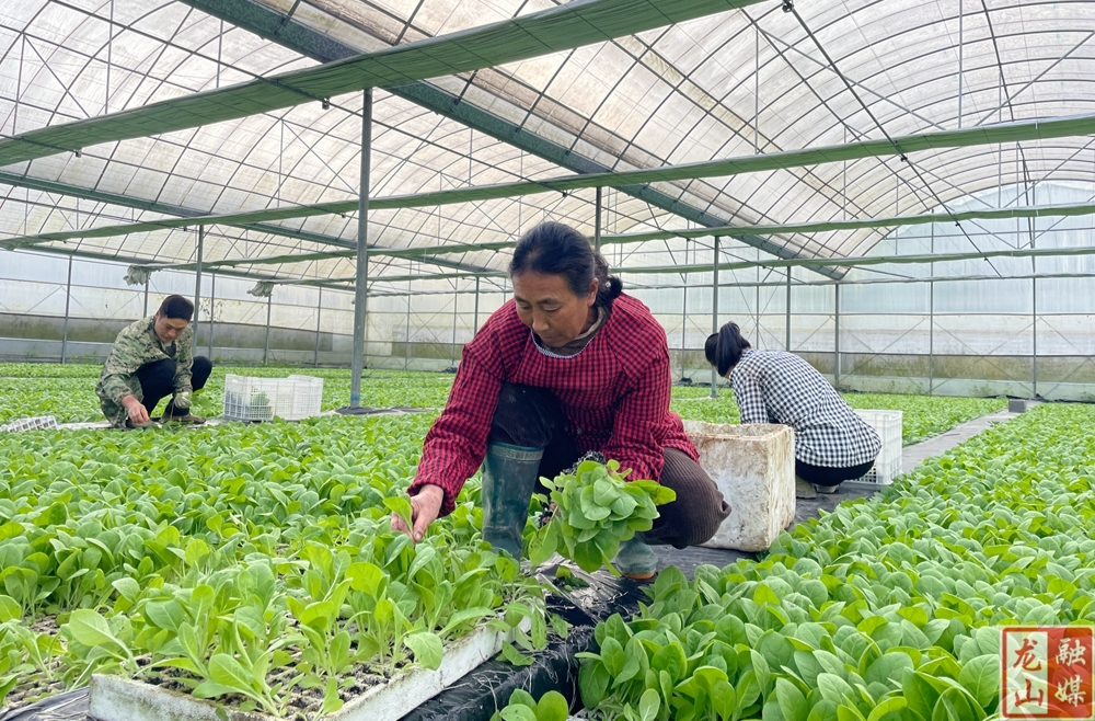 大安乡：抢抓黄金期，烤烟移栽正当时