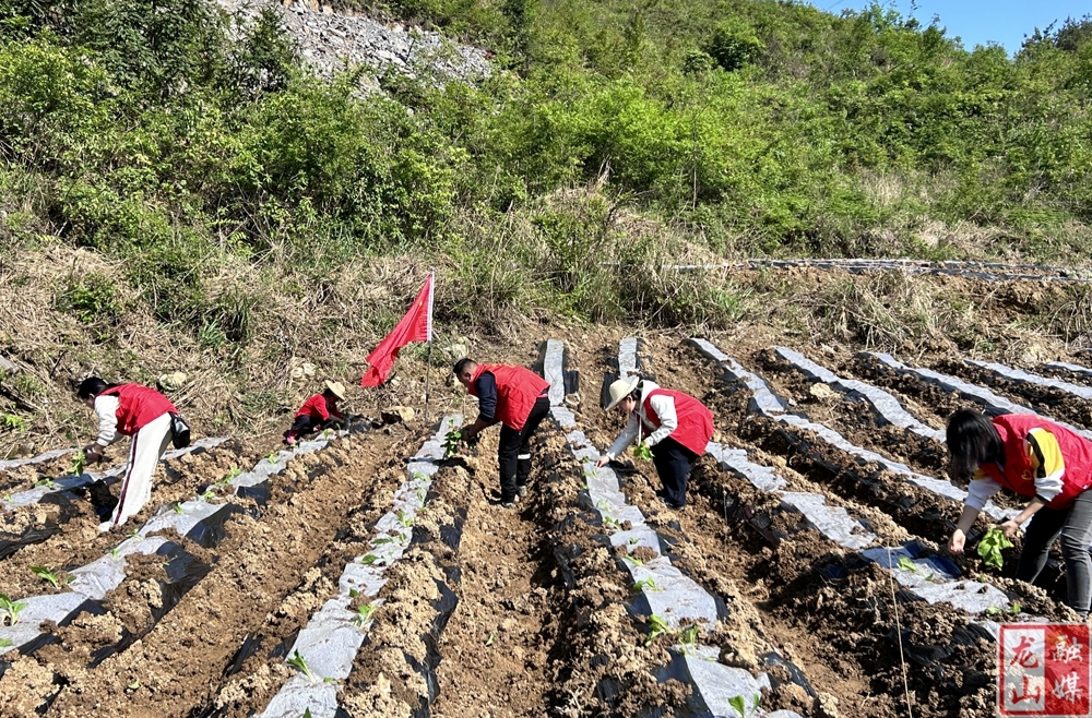 茅坪乡：志愿服务助移栽 种下振兴新希望