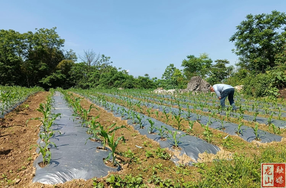 民安街道红星村：春耕春种正当时