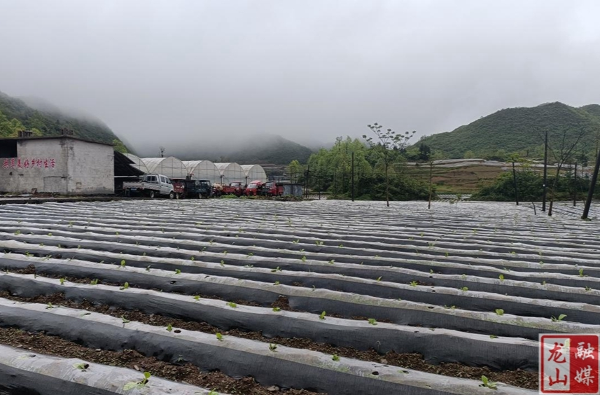 大安乡翻身村烤烟移栽忙