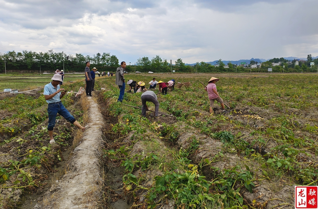 “三一工程”马铃薯测产验收 产量质量均获好评
