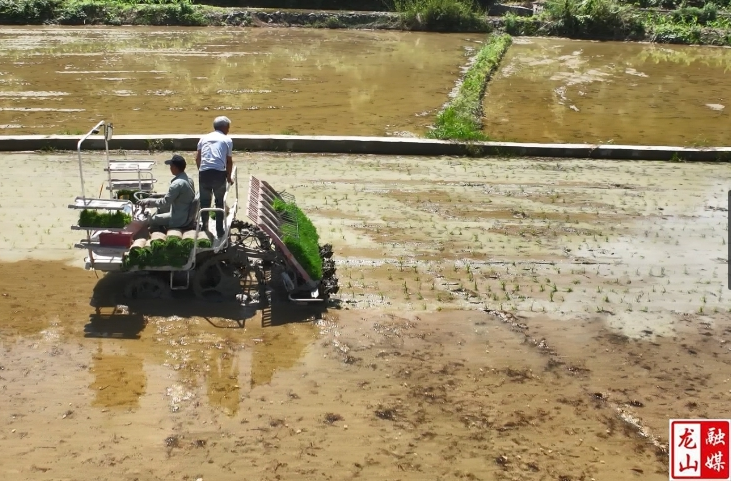 龙山县：机械插秧提效率 粮食生产加“速度”