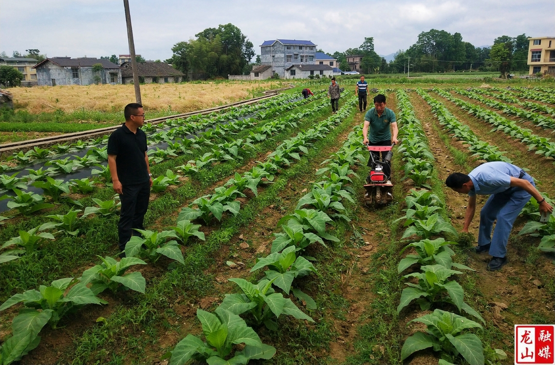 石羔街道开展2024年烤烟揭膜培土现场培训