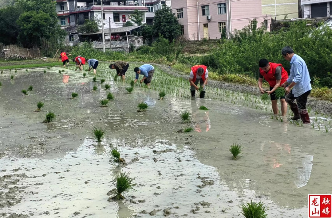 农忙插秧正当时 驻村帮扶到田间