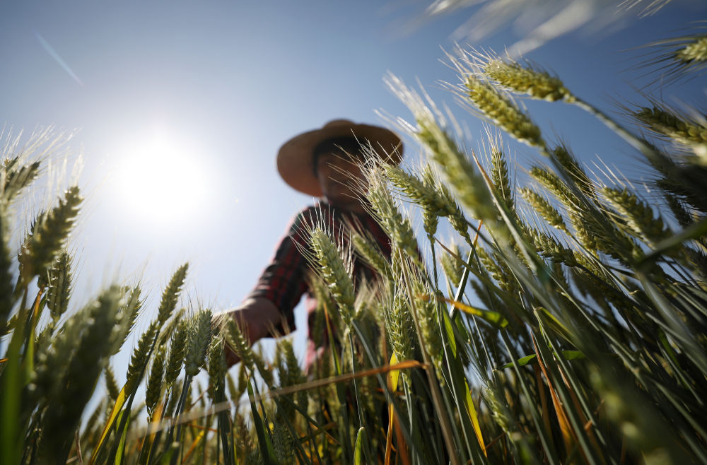 坐秋望夏说饭碗：来自“大国粮仓”的报告