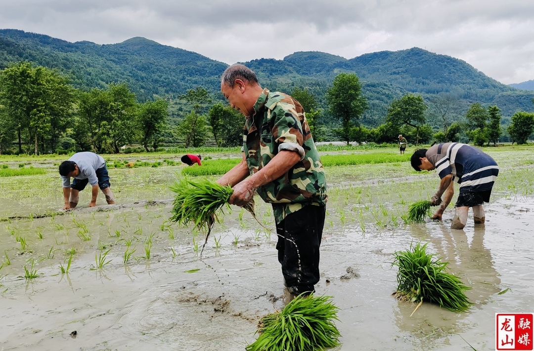 靛房镇：抢抓农时插秧忙