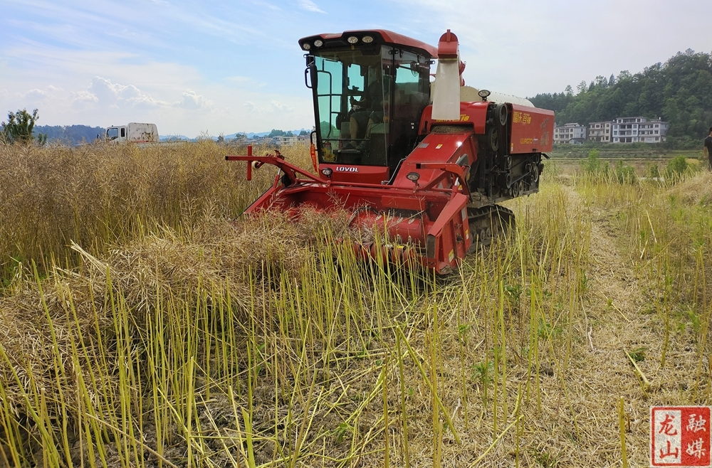 元堡社区开展机收油菜减损演示