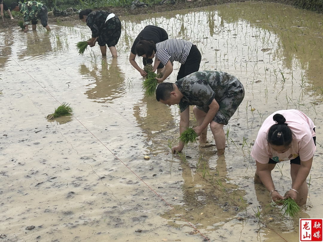 三塘村：驻村队员帮助群众插秧 助力春耕生产