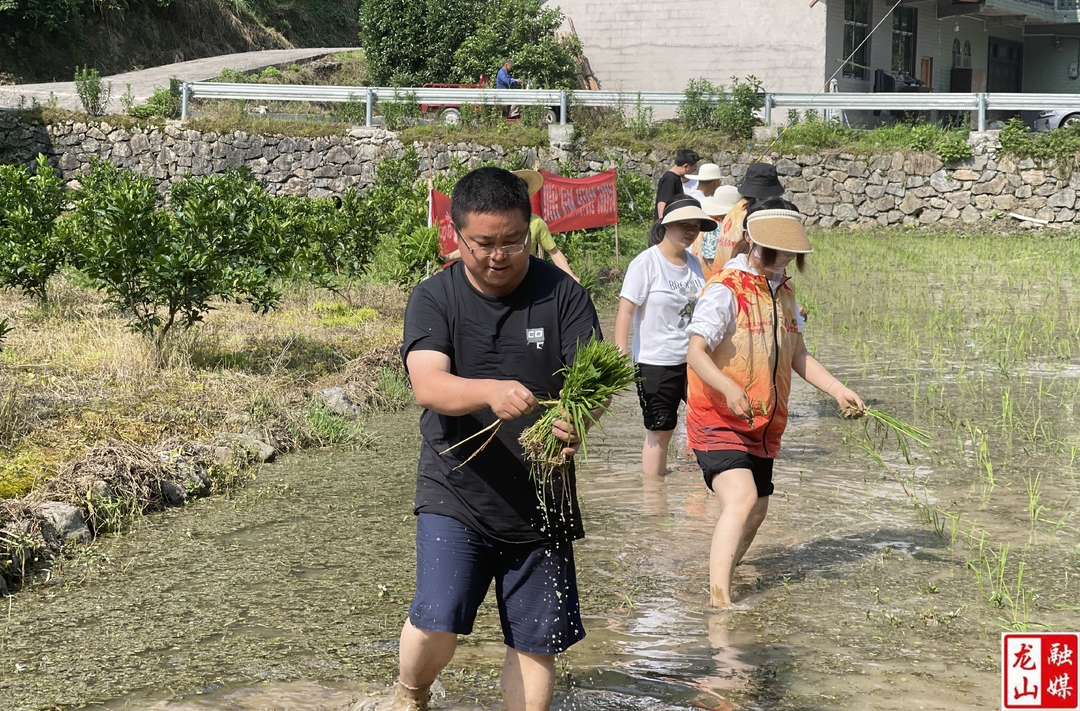 里耶管委会：携手插秧 共筑丰收希望