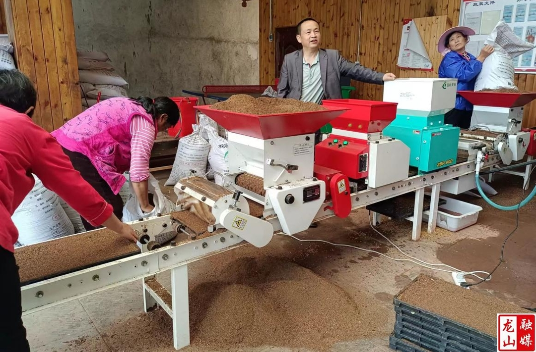 一招新农技 十里稻花香