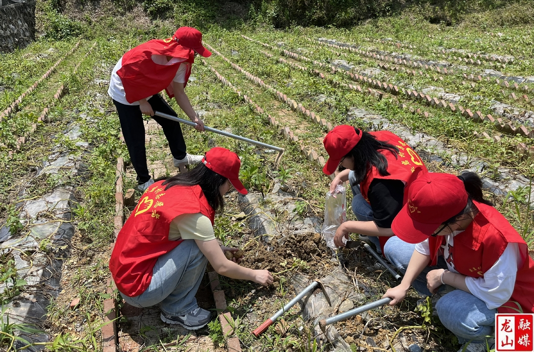 兴隆街道开展“服务到田间”新时代文明实践志愿服务活动