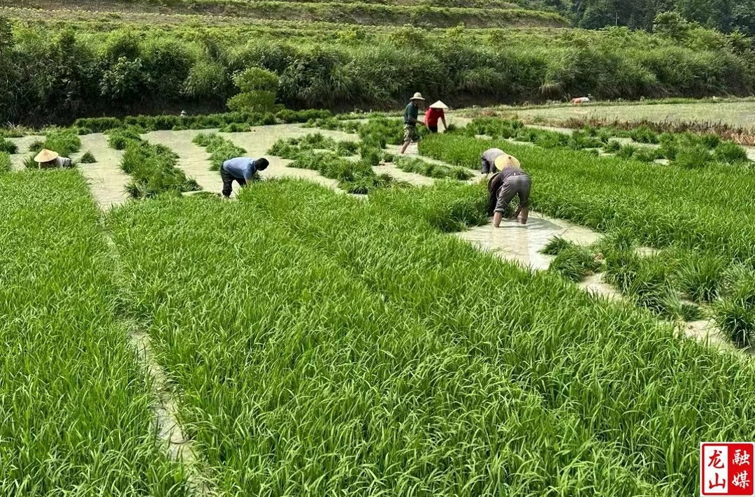 内溪乡五官村插秧季纪实