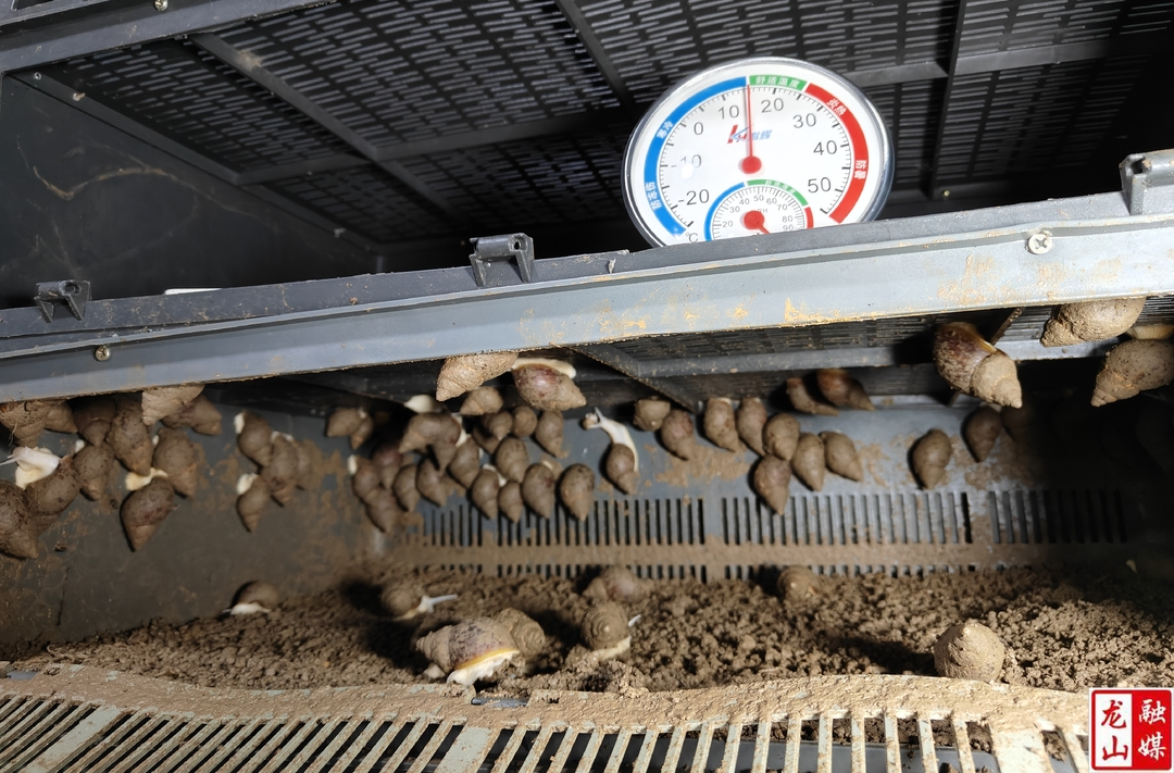 龙山县:“慢”蜗牛爬上致富“快”车道