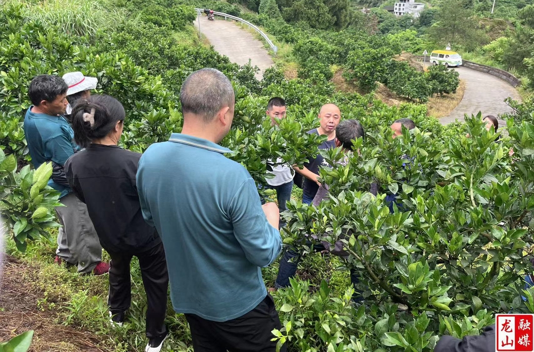 咱果乡三分田村开展柑橘病虫害防控技术培训