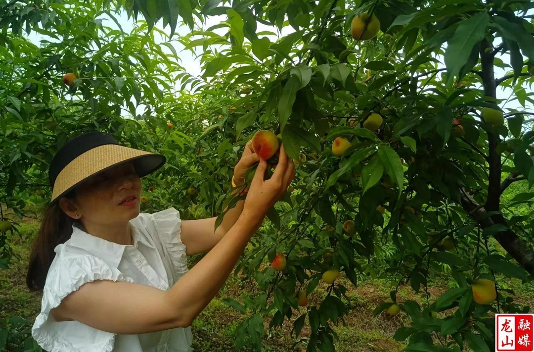 蟠桃成熟  市民体验采摘乐趣