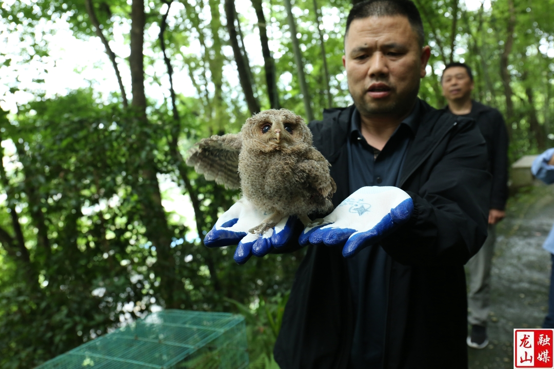 县林业局放飞救助猫头鹰