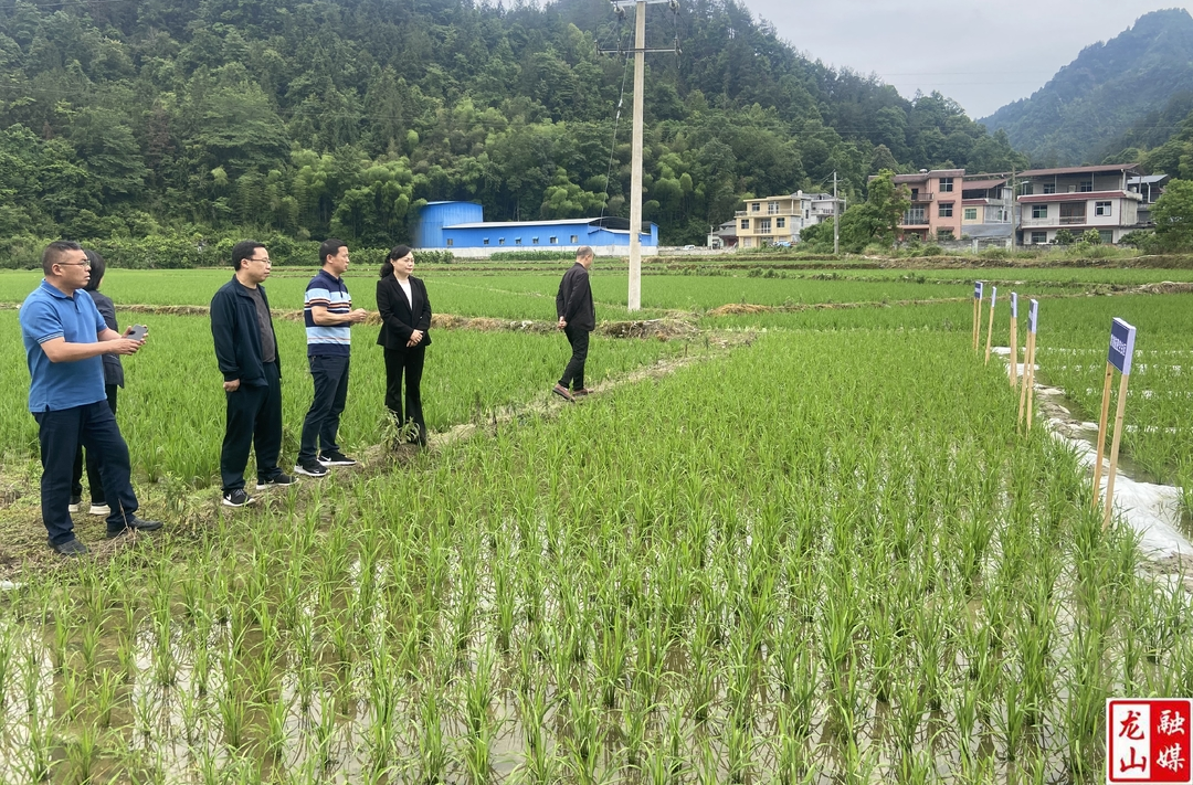 州政协副主席邓建英一行来县开展专题调研