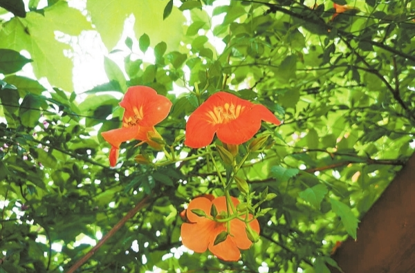 文化中国行·节气湖南丨芒种：认真耕种，收获丰盈