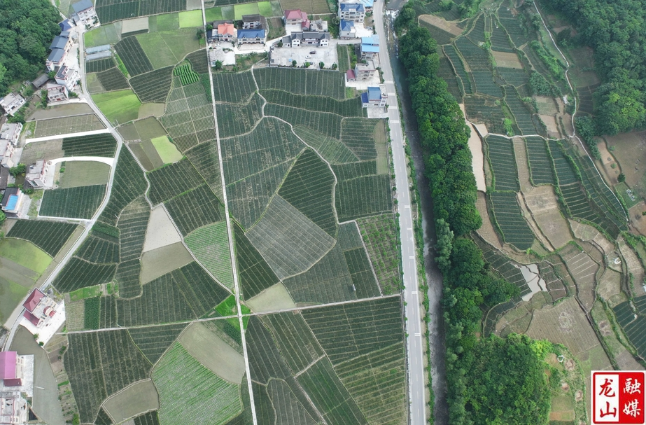 龙山县：小百合“种”出亿元大产业