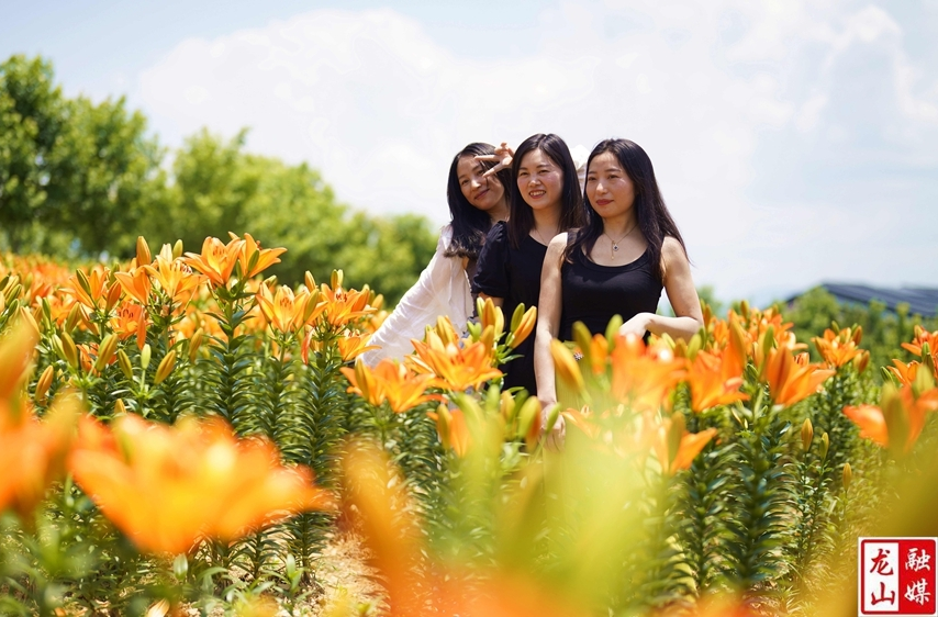 龙山：百合花开 乡村致富 产业生态链正悄然“绽放”