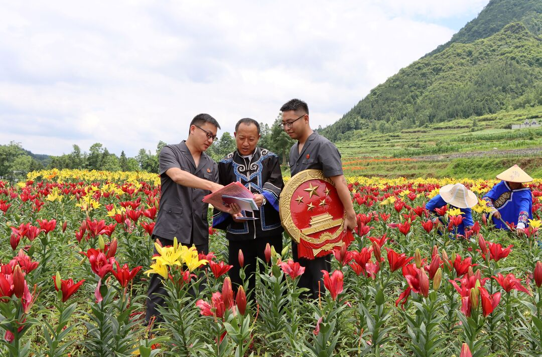 龙山法院：“百合香”里说“枫”年