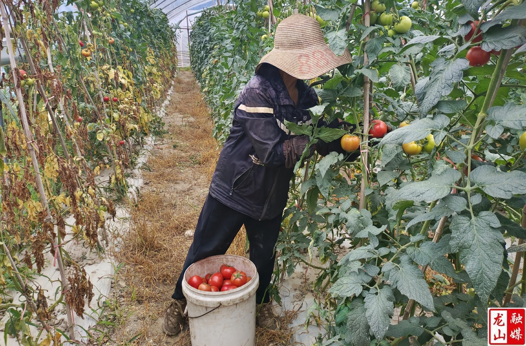 皇仓社区：新鲜西红柿采摘上市 产销两旺助农增收