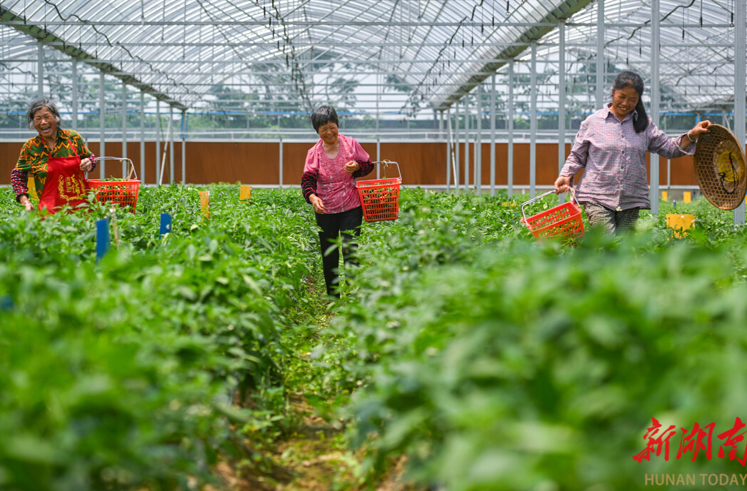 湖南辣椒、洞庭湖小龙虾新成员“入群” 湖南累计创建9个国家农业产业集群
