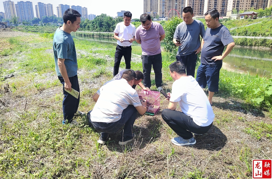 华塘街道救助猫头鹰幼崽  放归大自然