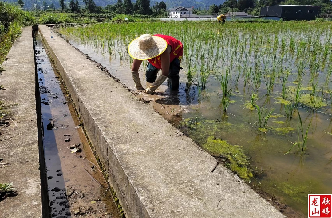 县委党校：驻村工作队义务夯填抢农时