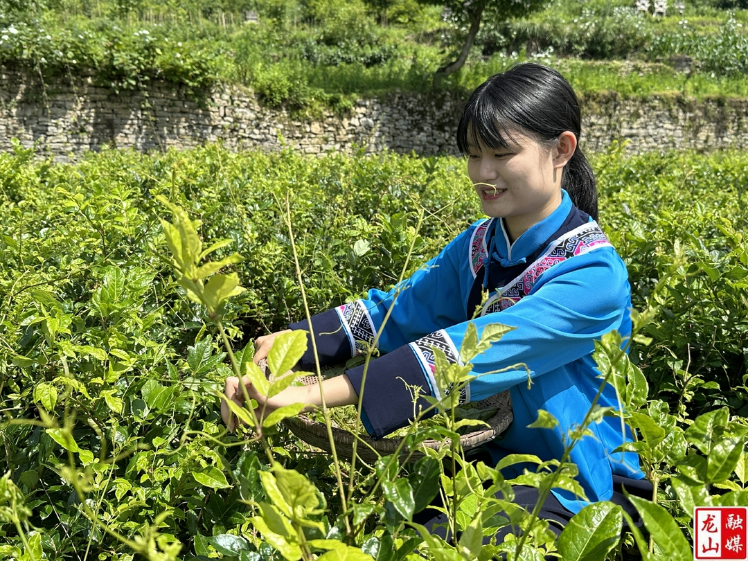 靛房镇万龙村发展莓茶产业 助力乡村振兴