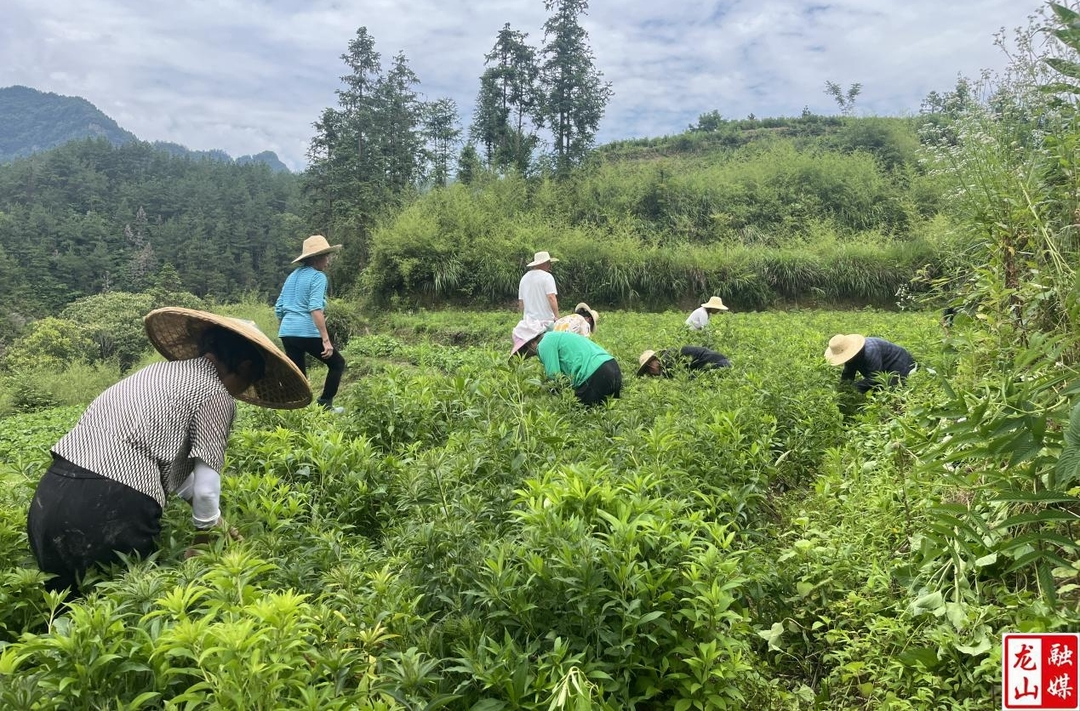 石牌镇：种植白术  拓宽乡村“振兴路”