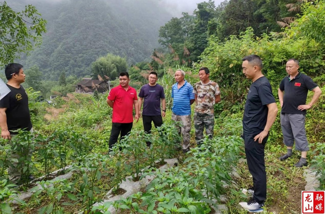 辣椒种植培管忙 丰收孕育“新期望”