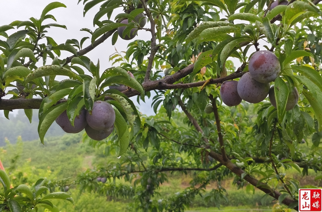内溪乡蜜汁李果实累累丰收在望