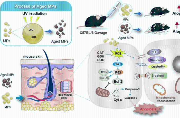 我国学者揭示微塑料可致脱发
